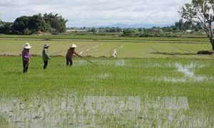 Trồng lúa tiết kiệm nước để ứng phó với biến đổi khí hậu