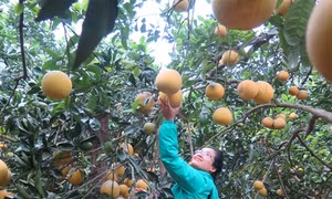 Du lịch nông nghiệp: Hướng đi mới ở Phúc Thọ