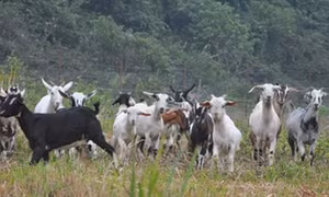 Nuôi dê núi thu tiền tỷ