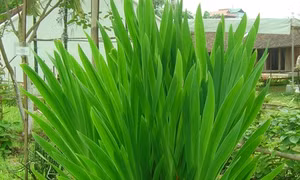Công dụng của cây rẻ quạt