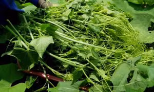 Đinh Văn Long - Người mở hướng làm giàu từ su su ở vùng cao Tân Lạc