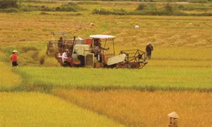 Bãi bỏ 11 văn bản quy phạm pháp luật trong lĩnh vực nông nghiệp và phát triển nông thôn