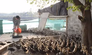 Hòa Bình phục hồi giống gia cầm bản địa chất lượng cao 
