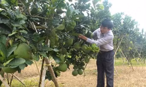 Anh Nguyễn Xuân Thái đi tiên phong xóa đồi trọc để phát triển kinh tế