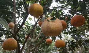 Kỹ thuật trồng cây bưởi da xanh và bưởi đỏ