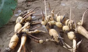 Kỹ thuật trồng cây sen lấy củ