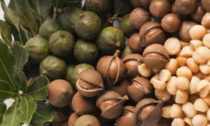 7 tác dụng bất ngờ từ hạt Mắc ca (Macadamia)