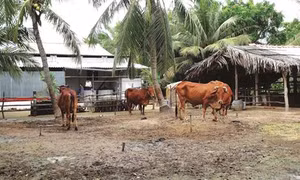 Bò Ba Tri giúp đồng bào xóa đói giảm nghèo