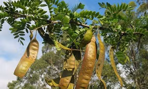 Bồ kết và những lợi ích bất ngờ