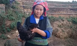 Đặc sản gà đen của người Mông