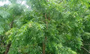 Kỹ thuật trồng cây lâm nghiệp trên đất khô hạn