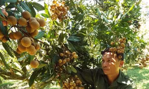 Nhãn quả Sơn Thủy được mùa, được giá
