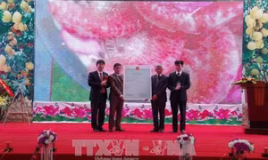 Hòa Bình nhận bằng bảo hộ nhãn hiệu tập thể “Bưởi đỏ Tân Lạc”