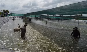Phú Yên ứng dụng công nghệ cao, tăng sản lượng nuôi tôm nước lợ