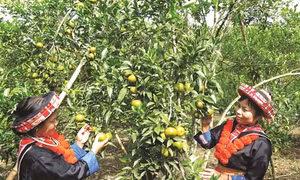 Bắc Kạn mùa thu hoạch quýt