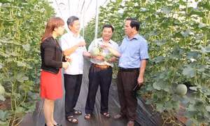 Đắk Nông gắn phát triển du lịch với nông nghiệp sạch