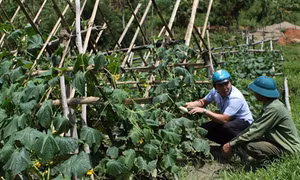  Nhân rộng các mô hình trồng rau an toàn giúp tăng thêm thu nhập cho đồng bào dân thiểu số ở Kỳ Sơn
