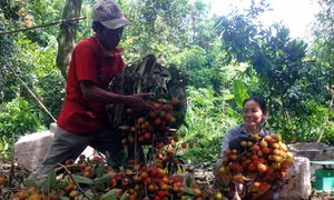 Bến Tre phấn đấu cuối năm 2020 có ít nhất 45 xã đạt chuẩn nông thôn mới