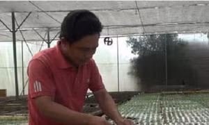 Để kinh tế trang trại phát triển hiệu quả và bền vững