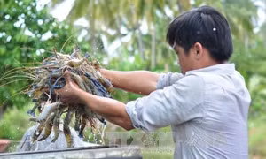 Nuôi tôm càng xanh ở miền núi cho hiệu quả cao
