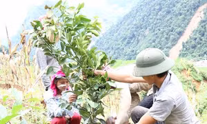  Sơn La hỗ trợ sinh kế người dân vùng lũ 