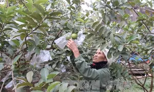 Kỹ thuật ươm trồng ổi