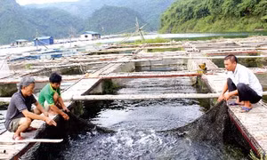 Phát triển nghề nuôi cá sạch trên vùng hồ Hòa Bình