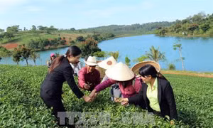Du lịch canh nông thu hút khách đến Đà Lạt
