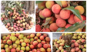 Vải lai u Phù Cừ