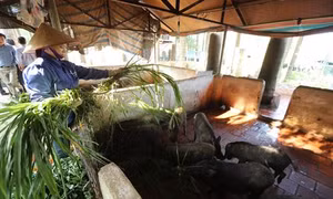 Điểm sáng về mô hình nông nghiệp hữu cơ của Hà Nội