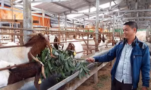 Anh Phạm Văn Hưng thu chục tỷ mỗi năm nhờ nuôi dê ngoại