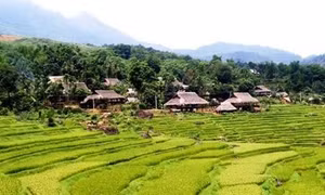 Thanh Hóa bảo tồn hai loài cây quý hiếm tại Khu bảo tồn thiên nhiên Pù Luông