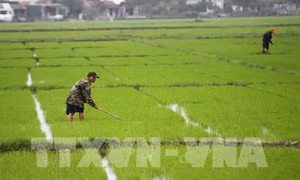 An Giang gieo cấy 80% giống lúa chất lượng cao đủ tiêu chuẩn xuất khẩu