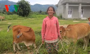 Nuôi bò xoay vòng, hướng đi thoát nghèo của đồng bào Chăm ở Ninh Thuận