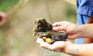 Kỳ lạ “cây thần giữ rừng” của đồng bào dân tộc Thái
