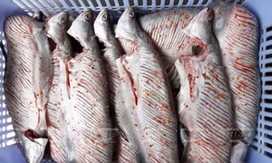 Cá thát lát tẩm gia vị