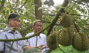Thạch Thành chuyển đổi cơ cấu cây trồng, vật nuôi giúp nhân dân miền núi