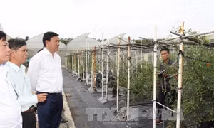 Bí thư Thành ủy Thành phố Hồ Chí Minh thị sát Khu Nông nghiệp Công nghệ cao