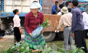 Hỗ trợ sản xuất để đồng bào dân tộc Lai Châu thoát nghèo
