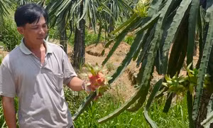 Giúp nông dân Vĩnh Long thay đổi tập quán canh tác để làm giàu
