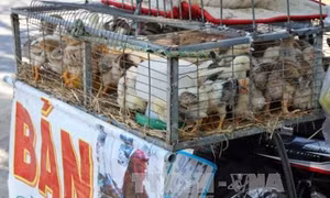 Người dân Thành phố Hồ Chí Minh vẫn còn lơ là với việc phòng chống dịch cúm gia cầm