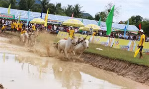 Tưng bừng Ngày hội đua bò Bảy Núi 2017