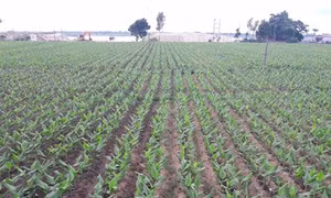 Hưng Yên: Trồng nghệ trên đất lúa lãi 300 triệu đồng/ha