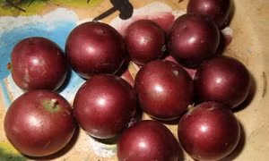 Lên Ngũ Hồ Sơn thưởng thức mùi hồng quân 