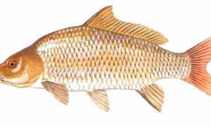 Kỹ thuật nuôi cá chép