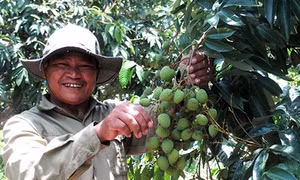 Vải Lục Ngạn kết trái trên đất Đạ Rsal