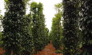 Quảng Trị phát triển mô hình sản xuất nông nghiệp mang hiệu quả kinh tế