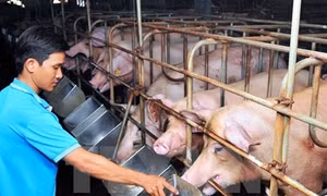Gấp rút "cứu" đàn lợn tồn trong dân