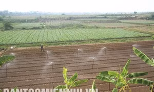 Mê Linh - Điểm sáng phát triển rau an toàn