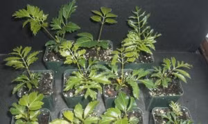 Quy trình trồng và chăm sóc đinh lăng làm thuốc quý